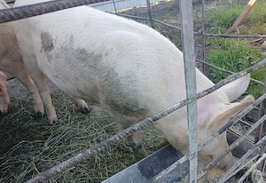 Vând Porc,preț negociabil  - imagine 4