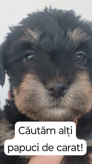 Disponibil