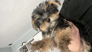 Yorkshire Terrier  - imagine 2