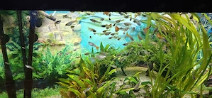 Pestisori guppy colorati
