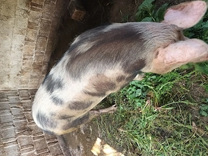 Vând  porc 