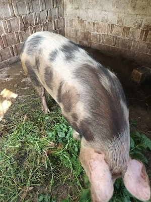 Vând  porc 