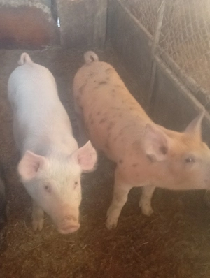 porc.       