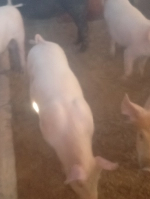 porc.        - imagine 3