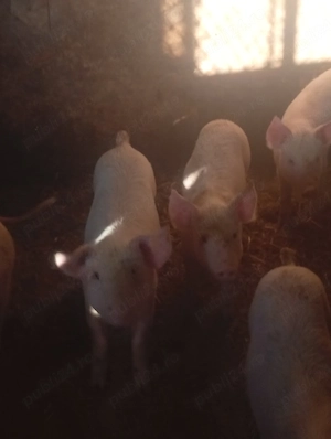 porc.         - imagine 2