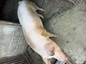 Vând porc gras Marele Alb cu Landras
