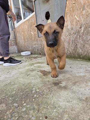 Pui Ciobanesc belgian - imagine 5