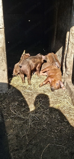 Purcei Duroc Pur Disponibili din 30 Mai Turnu Magurele o733345270