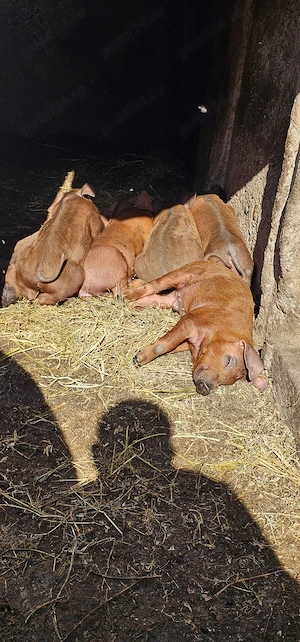 Disponibili dupa 30 Mai Purcei Duroc Pur de reproducție Turnu Magurele o733345270