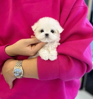 Bichon Maltez Mini Toy