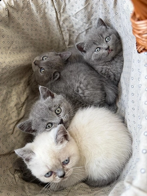 Pui British Shorthair fetițe și băieți - imagine 5