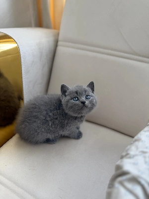 Pui British Shorthair fetițe și băieți - imagine 3