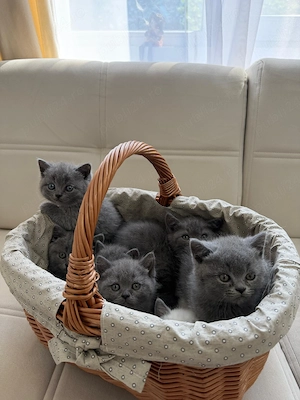 Pui British Shorthair fetițe și băieți - imagine 4