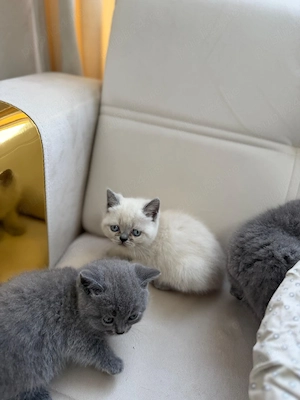 Pui British Shorthair fetițe și băieți - imagine 2