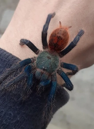 Tarantule si scorpioni - imagine 3