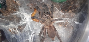 Tarantule si scorpioni - imagine 4
