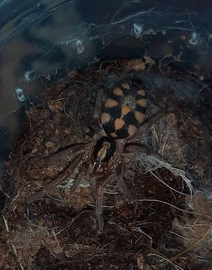 Tarantule si scorpioni - imagine 5