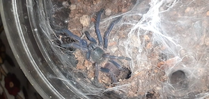 Tarantule si scorpioni - imagine 2