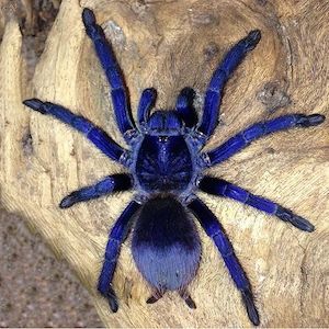 Tarantule si scorpioni