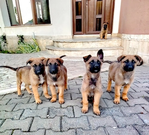 Ciobanesc belgian -Malinois-