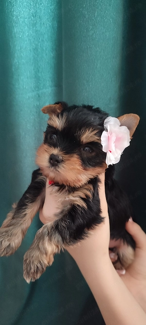Yorkshire terrier 