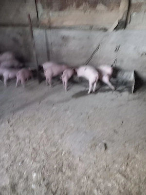 Purcei de vanzare