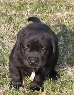Labrador Retriever cu pedigree 