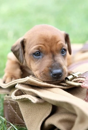 Pinscher Pitic Baietel  - imagine 2