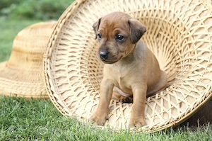 Pinscher Pitic Baietel 