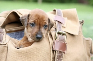 Pinscher Pitic Baietel  - imagine 3