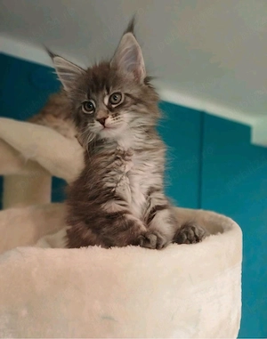 Maine Coon disponibil  - imagine 2