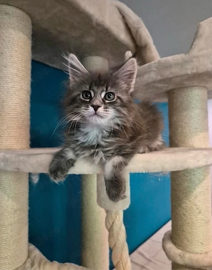 Maine Coon disponibil  - imagine 3