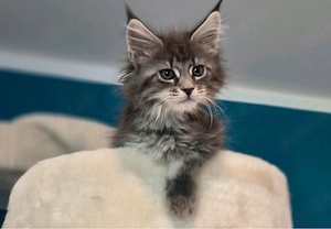 Maine Coon disponibil 