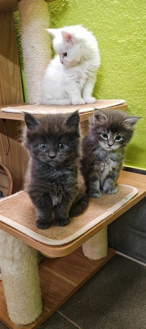 Maine coon disponibili 