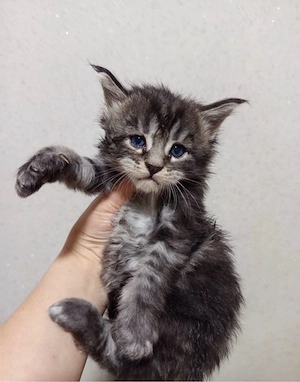 Maine coon disponibili  - imagine 4