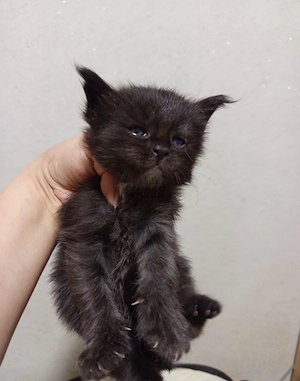 Maine coon disponibili  - imagine 3