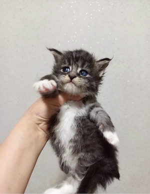 Maine coon disponibili  - imagine 2