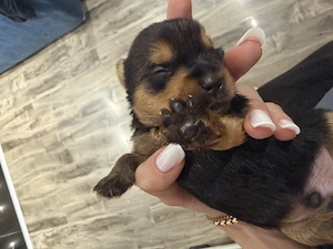 Catelusi Yorkshire Terrier  fete si baieti !!! - imagine 4