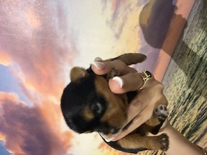 Catelusi Yorkshire Terrier  fete si baieti !!! - imagine 3