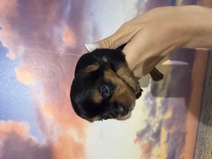 Catelusi Yorkshire Terrier  fete si baieti !!! - imagine 2