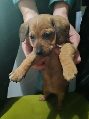 Vând teckel pui fetița și băiat crem.si maro cu negru - imagine 3