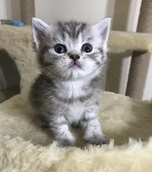 British silver tabby disponibili  - imagine 2