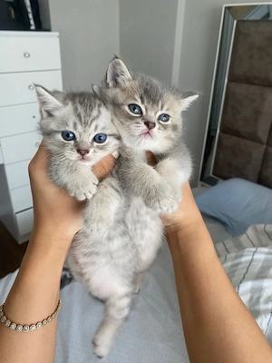 British silver tabby disponibili  - imagine 3