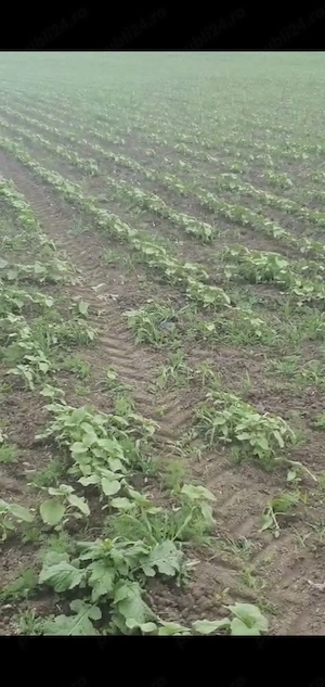 OPORTUNITATE INVESTIȚIE: Teren Agricol de Înaltă Productivitate (Extravilan)