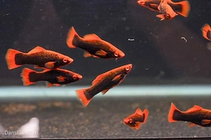 pesti xifo , molly , guppy