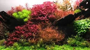 Plante de acvariu - imagine 4
