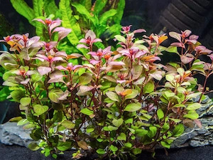 Plante de acvariu - imagine 5