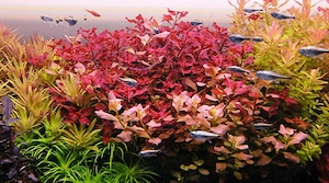 Plante de acvariu - imagine 8
