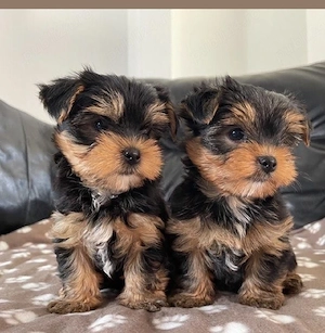 Yorkshire Terrier  F  B