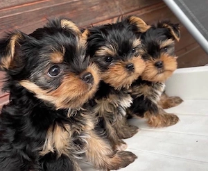 Mini catelusi Yorkshire Terrier - imagine 2